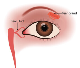 Anatomy of the eye showing tear duct and tear gland Vector Illustration