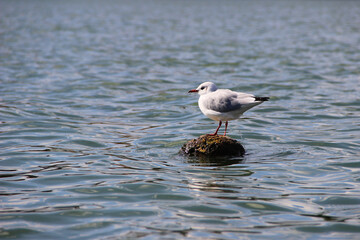  Seagull Perched on Rock in Rippling Water

