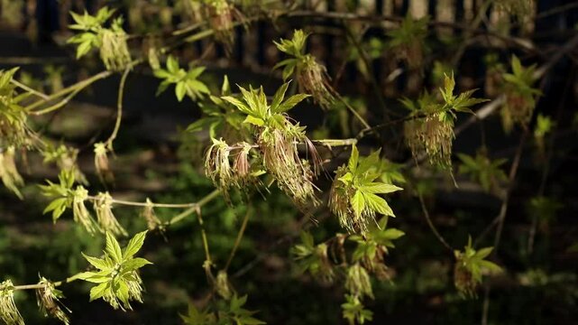 Flower of Acer negundo, Box Elder Maple, Ash-leaved Maple, Manitoba Maple or Ash-leaved Maple, wind-pollinated flowering

