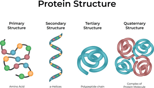 Protein Structure Levels Primary to Quaternary Vector Illustration