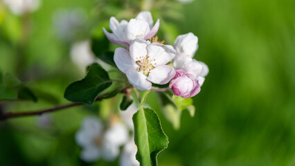 spring blooming of white flowers on a tree branch