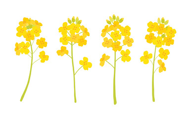 Illustration of yellow rapeseed flowers blooming in spring.
