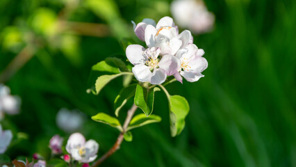 spring blooming of white flowers on a tree branch