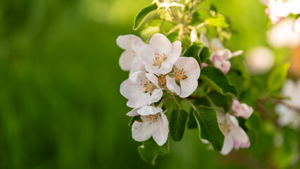 spring blooming of white flowers on a tree branch