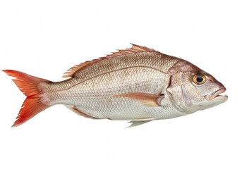 Snapper on a white background