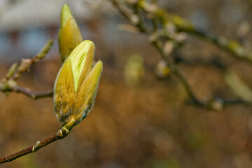 yellow magnolia bud on a sunny spring day close-up