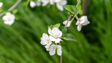 spring blooming of white flowers on a tree branch