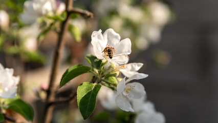 spring blooming of white flowers on a tree branch