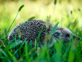 A beautiful photo of a lovely young hedgehog. A spiny mammal of the subfamily Erinaceinae, in the eulipotyphlan family Erinaceidae. Northern Greece.