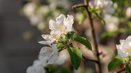 spring blooming of white flowers on a tree branch
