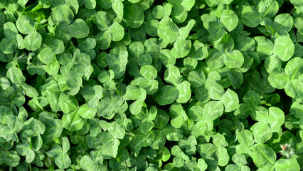 Obraz premium green fresh leaves of the plant