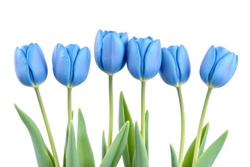 row of blue tulips with water droplets on them