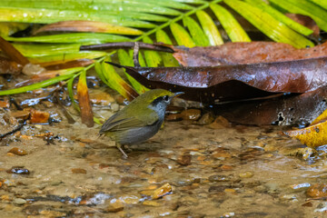 grey-bellied tesia or Tesia cyaniventer seen at Dosdewa in Karimganj, Assam, India