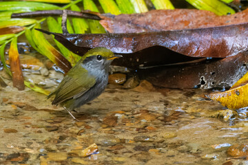 grey-bellied tesia or Tesia cyaniventer seen at Dosdewa in Karimganj, Assam, India