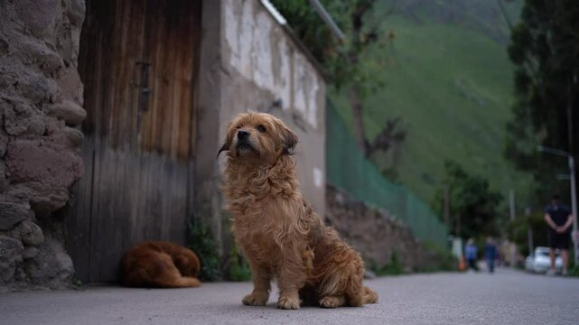 Cute fluffy dog sitting on its hind legs with another dog lying behind, Ollantaytambo, Peru.