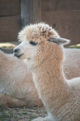 Obraz premium very beautiful calm and cute alpaca 