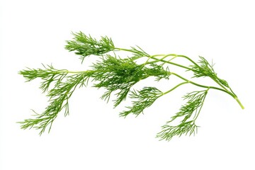 Fototapeta premium Fresh dill herb with delicate feathery leaves, perfect for culinary uses in various dishes and garnishes
