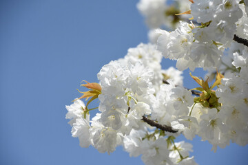 千原桜
