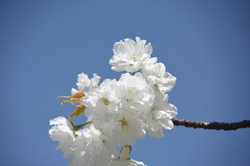 千原桜