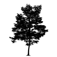 isolated tree silhouette
