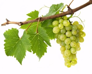 Obraz premium Cluster of Ripe Green Grapes Hanging from a Vine with Large Green Leaves and Woody Stem isolated on white background. 