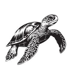 Obraz premium black and white image of a beautiful sea turtle on a white background, graphic, vector, logo 