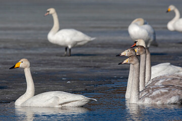 family of whooper swan (cygnus cygnus) at a frozen lake with mute swans (cygnus olor) in the background