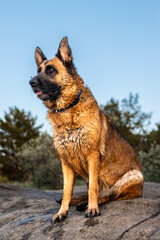 Wet german shepherd dog sitting on rock in summer landscape