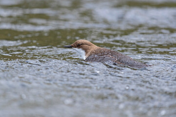 white-throated dipper (cinclus cinclus, subspecies aquaticus) is swimming in a riverlet