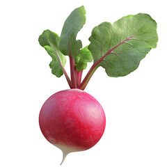 red radish isolated on white background