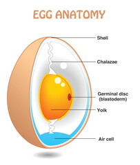 Egg anatomy, vertical. Bird, chicken egg slice diagram. Cross section. Detailed birds, chickens reproductive system. Simple explanation. Vector illustration