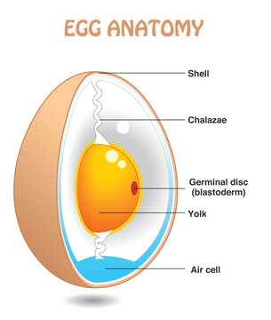 Egg anatomy, vertical. Bird, chicken egg slice diagram. Cross section. Detailed birds, chickens reproductive system. Simple explanation. Vector illustration