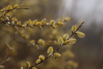 albero di salice al tramonto in inverno