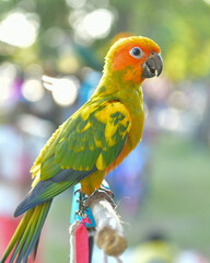 portrait sun conure aratinga solstitialis free flying parrot.