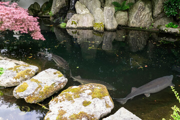 Big fish swim in clear water in pond of Oriental rock garden, selective focus. calm poetic...