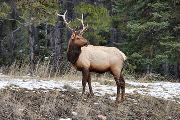 Jasper & Banff, Alberta, Canada