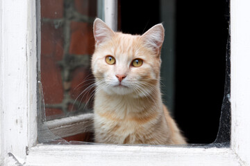 Playful Cat Gazing Out the Window