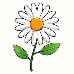 Daisy on white background