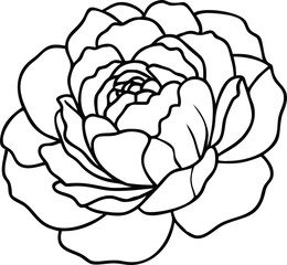 pansy, passionflower, plumeria, peony, poppy, pineapple lily, protea, flower logo