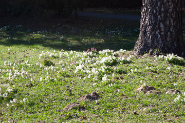 A Glade with White forest wildflowers among fresh grass on a spring day under a large tree. White Corydalis solida flowers in a natural forest setting