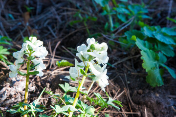 White forest wildflowers among fresh grass close-up. White Corydalis solida flowers in a natural forest setting, highlighting delicate petals and green foliage.
