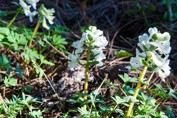White forest wildflowers among fresh grass close-up. White Corydalis solida flowers in a natural forest setting, highlighting delicate petals and green foliage.
