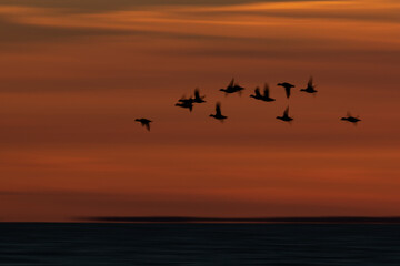 silhouettes of a flock of goldeneye (bucephala clangula) in flight