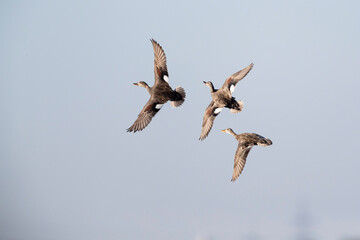Three gadwalls (mareca strepera) in flight