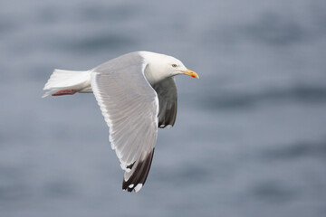 european herring gull (larus argentatus) in flight