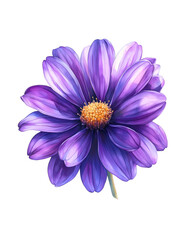 Fototapeta premium Lovely Purple Daisy with Soft Yellow Center