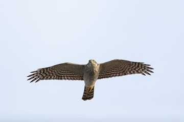 Female Eurasian Sparrowhawk (Accipiter nisus) in flight during autumn migration above Falsterbo in Sweden