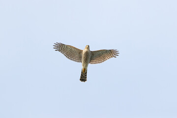 Female Eurasian Sparrowhawk (Accipiter nisus) in flight during autumn migration above Falsterbo in...