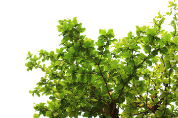 Beautiful branch of tree isolated on white background with clipping path.