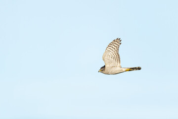 Female Eurasian Sparrowhawk (Accipiter nisus) in flight during autumn migration above Falsterbo in...